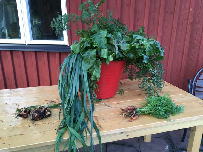 TUBTRUG: Perfekta att bära hem sin skörd i.