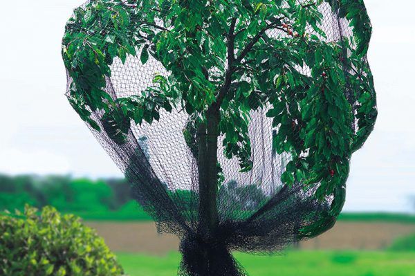 Allox bärnät har tillräckligt stora maskor för att hålla fåglar borta men släpper in humlor och bin som kan pollinera. 👍
Material: U/V beständig HDPP. Maskstorlek: 15 x 18 mm. Storlek:7 x 9 meter
Bärnät: 350 kr (rek.pris 399 kr)