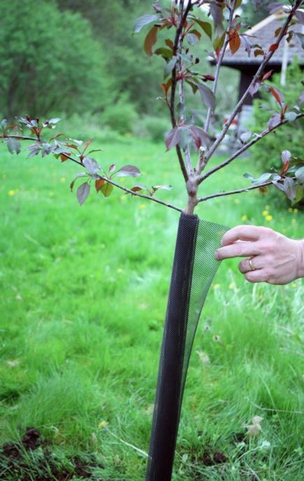 Vädertåligt fjädrande stamskydd, 120 cm,  som är lätt att sätta på plats och ger många bekymmersfria år. Tillverkat av stark UV beständig plast och lämpar sig för stammar upp till 10 cm i diameter. 
Pris 53 kr/st (rek.pris 59.50 kr/st)