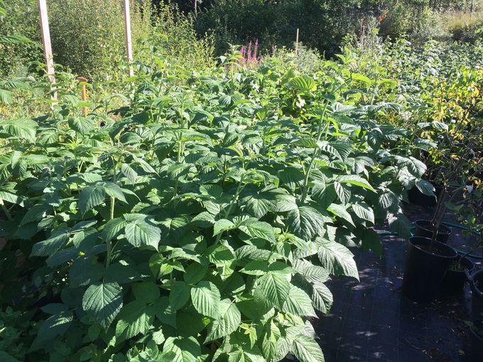Så här stora blir trädgårdshallonen och de har ett stooort rostystem så det blir många kilo för pengarna att bära hem. 250 kr/st.